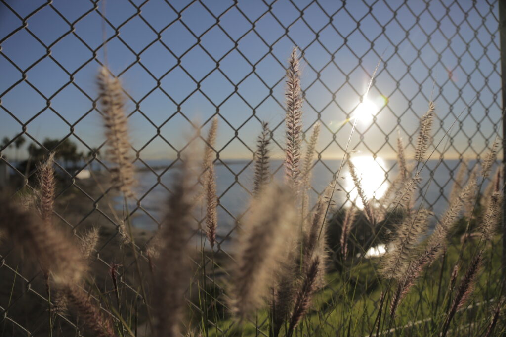Plants in front of a fence overlooking the ocean